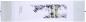 Preview: Chinesische Malerei: Bambus der Harmonie 159x41cm